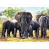 Trefl Puzzle 1000 Africký slon